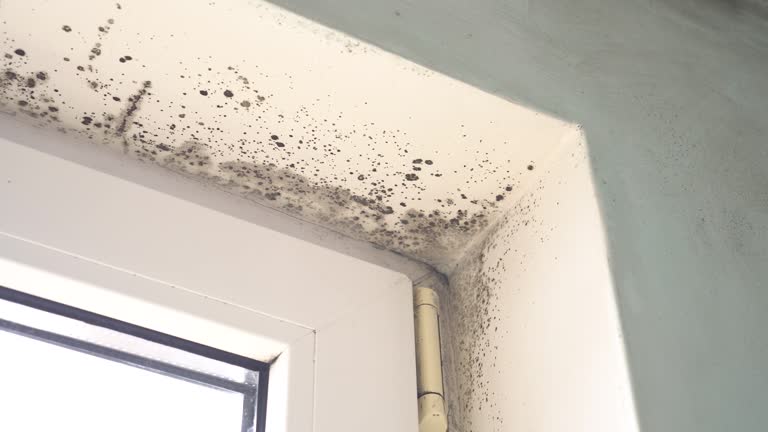 Best Mold Damage Restoration  in Fairhope, PA